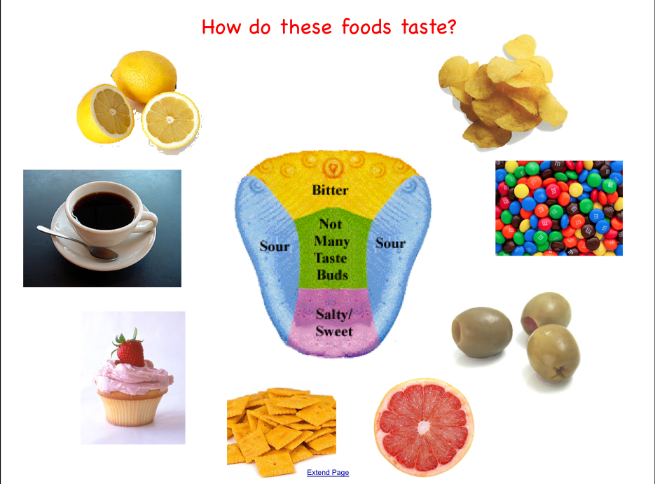The Students Taste Different Foods And Identify Which Taste Buds They