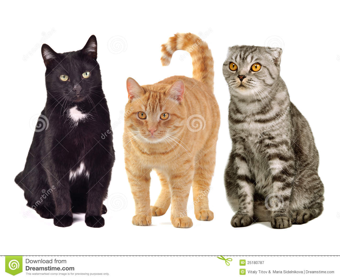 Three Cats Together Royalty Free Stock Photography   Image  25180787