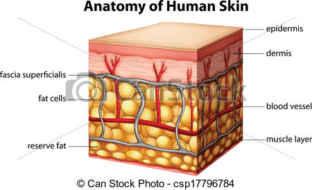 Vector Of Human Skin Anatomy   Illustration Of Human Skin Anatomy