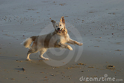 Yippee  Stock Photography   Image  65252