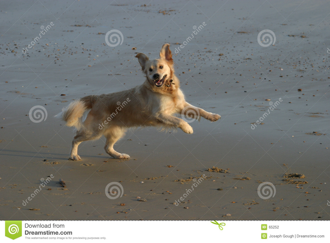 Yippee  Stock Photography   Image  65252