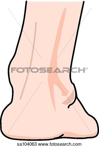 Anatomy Of The Right Leg  Ankle And Foot   Sa104063   Search Clipart    