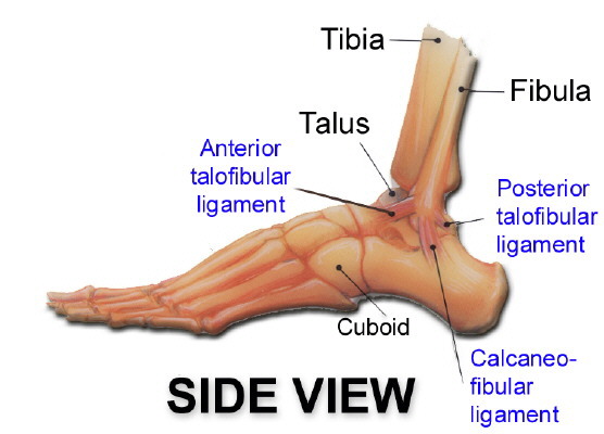 Bones Of The Inner Ankle The Ankle Is A Connection