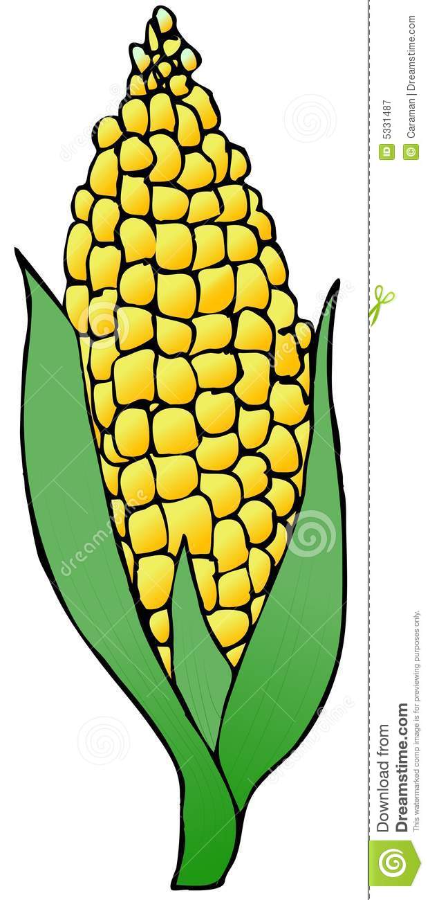 Ear Of Corn Royalty Free Stock Photography   Image  5331487