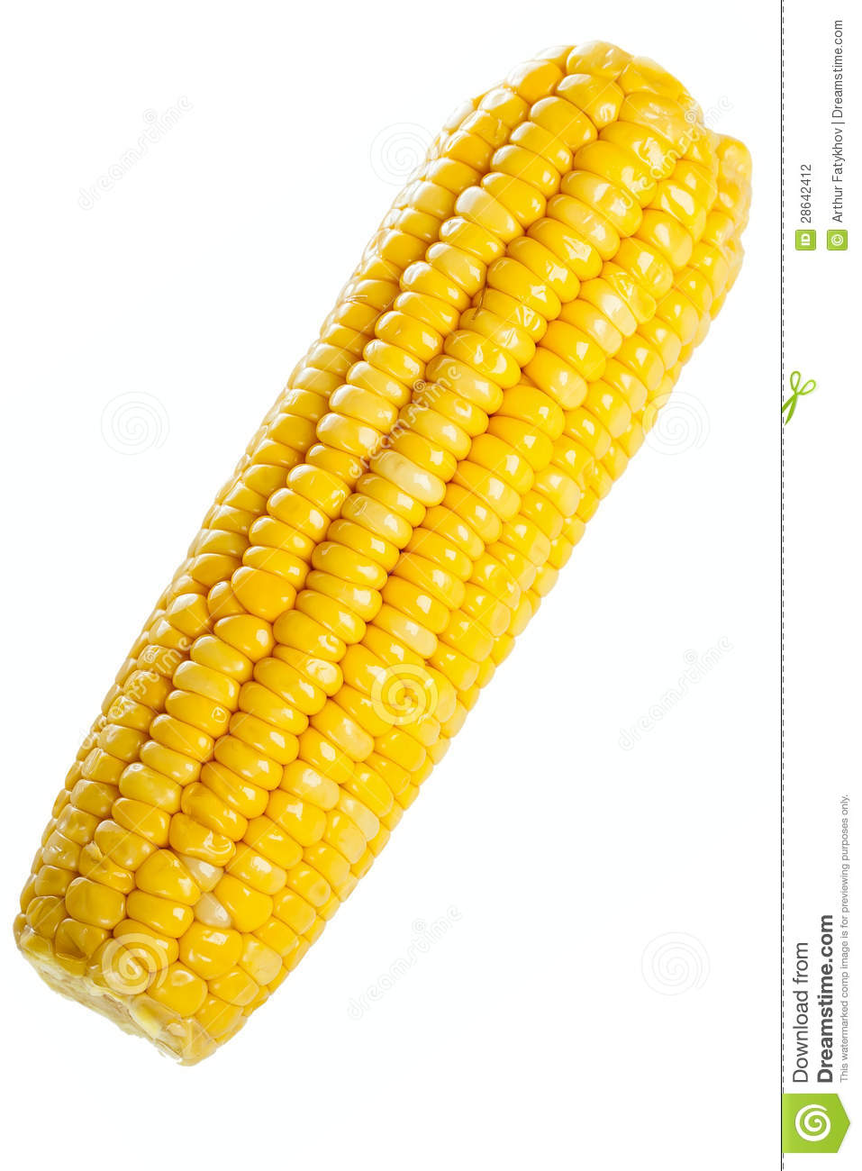 Ear Of Corn Stock Photography   Image  28642412