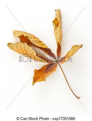 Stock Illustration Of Dead Horse Chestnut Leaf   Dried Up Horse