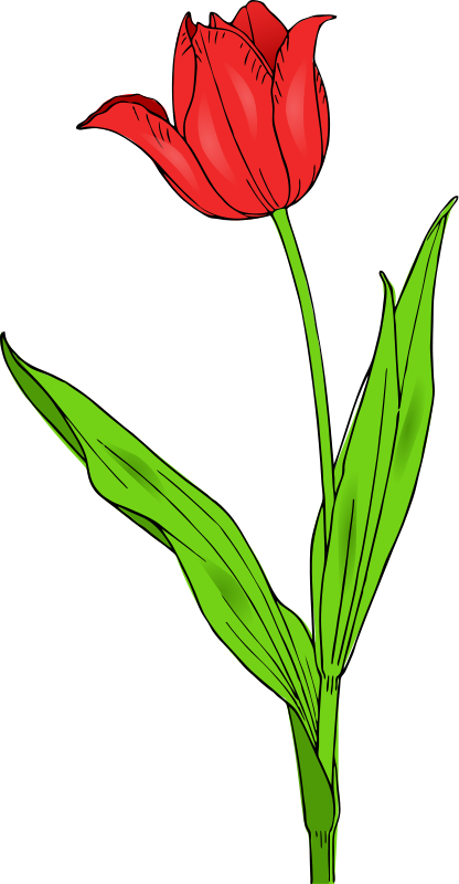 Tulip Bw Flower Clipart Pictures Png 61 92 Kb Tulip Bud Flower Clipart