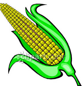 Yellow Ear Of Corn   Royalty Free Clipart Picture