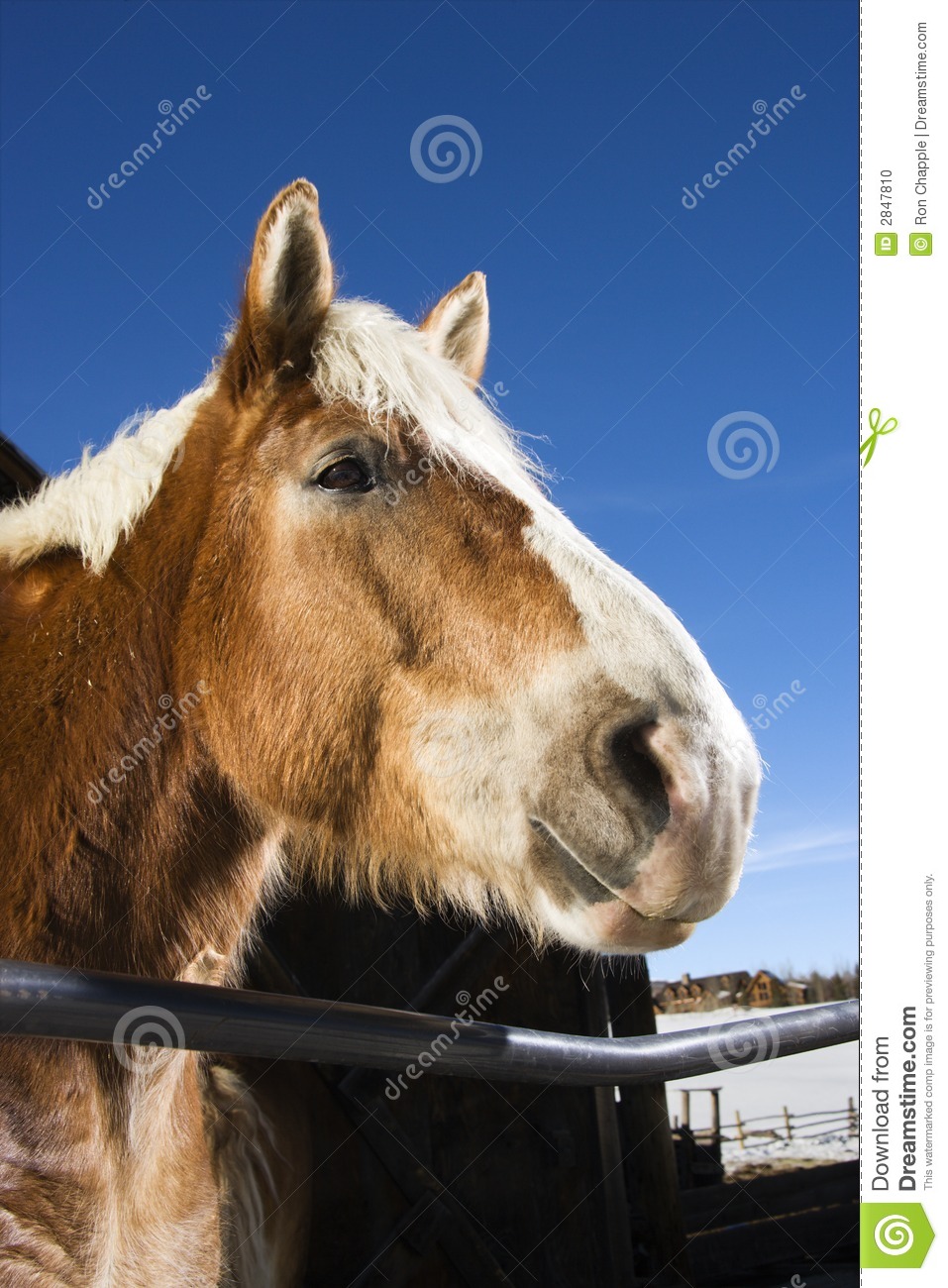 Draft Horse Leaning Over Ralling Of A Fence