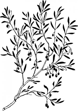 Forgiveness Clipart Olive Branch Clip Art 18354 Jpeg