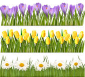 Fresh Spring And Flower Borders   Clipart Graphic