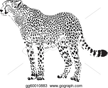 Gepard   Black And White Cheetah
