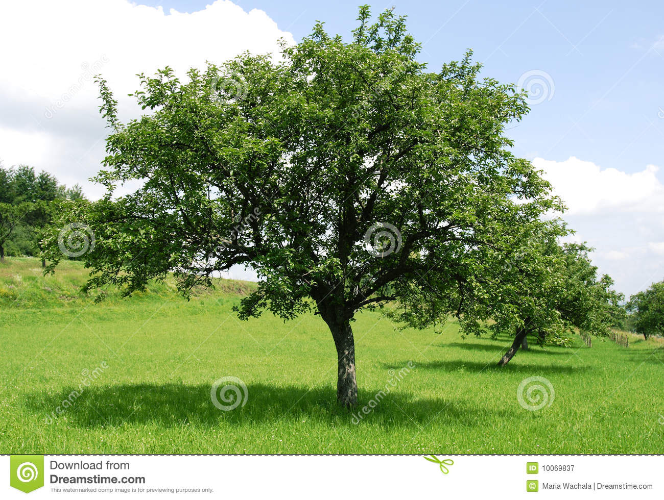 Go Back   Images For   Green Apple Tree Clipart