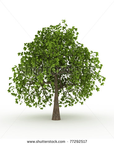 Green Apple Tree Clipart Image Search Results