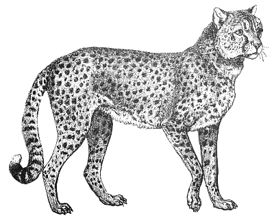 Search Terms Black And White Bw Cheetah Coloring Page Search