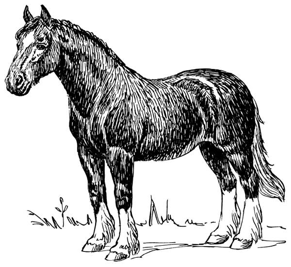 White Horse Bw Draft Horse Draft Stallion Draught Draught Horse