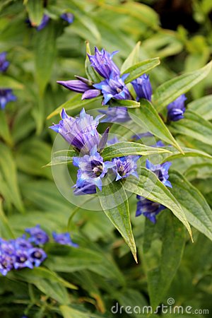 Blue Willow Gentian With Shallow Green Background Royalty Free Stock    