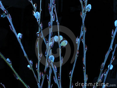 Blue Willow Royalty Free Stock Photos   Image  67328