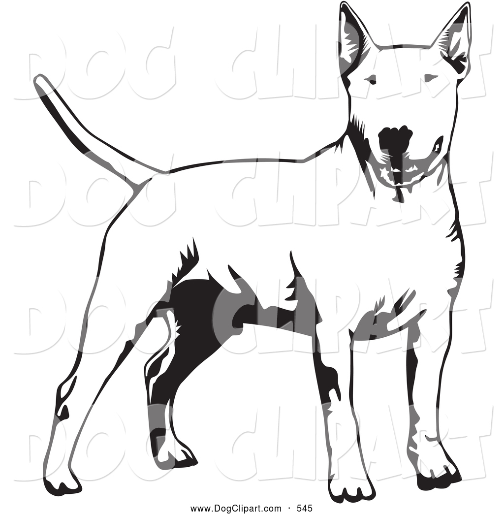Clip Art Of A Cute And Alert Bull Terrier Dog Holdings Its Tail Out    