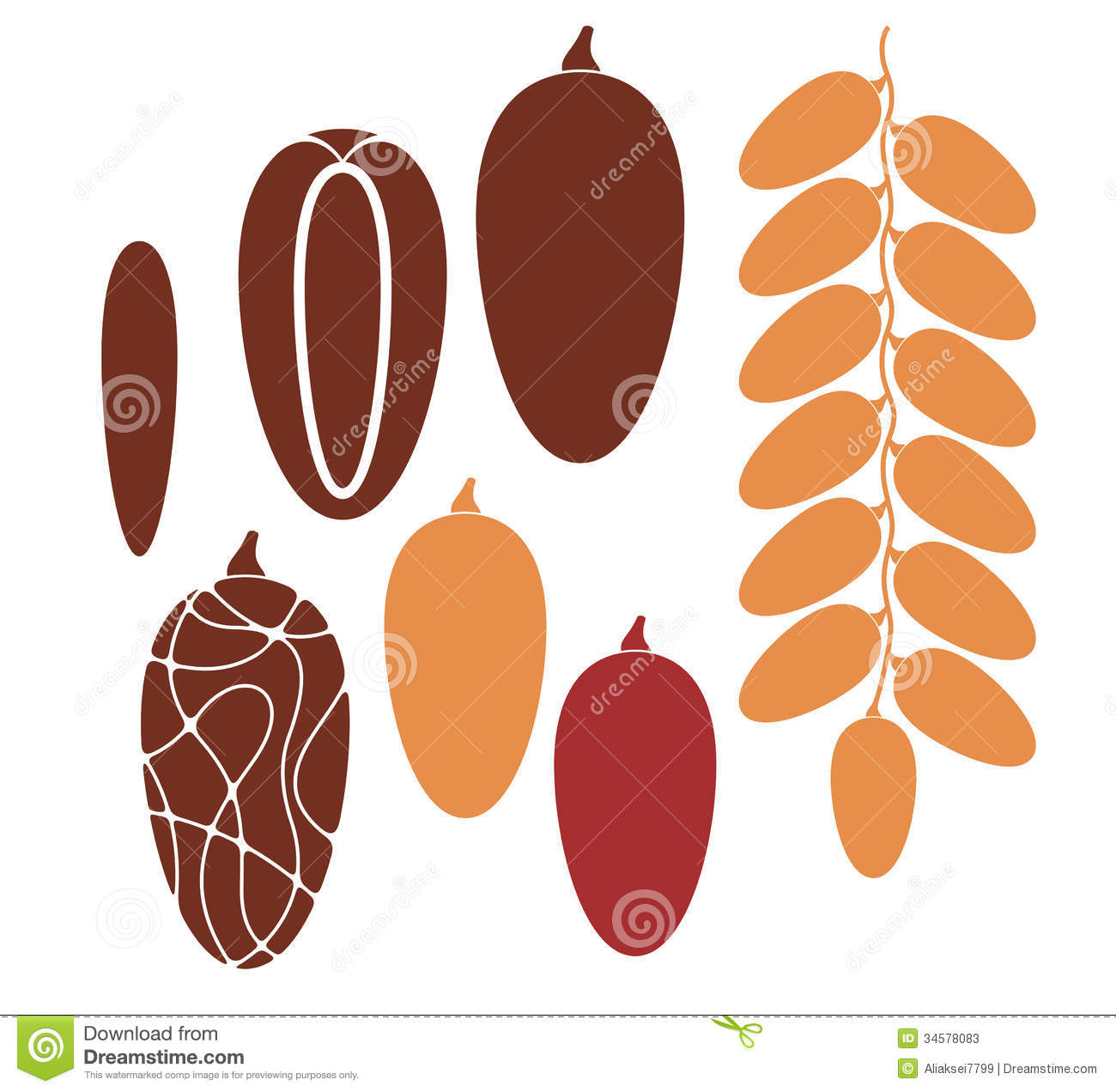 Date  Fruit  Isolated Objects On White Background  Vector Illustration