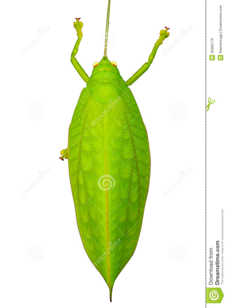 Displaying 20  Images For   Katydid Clipart