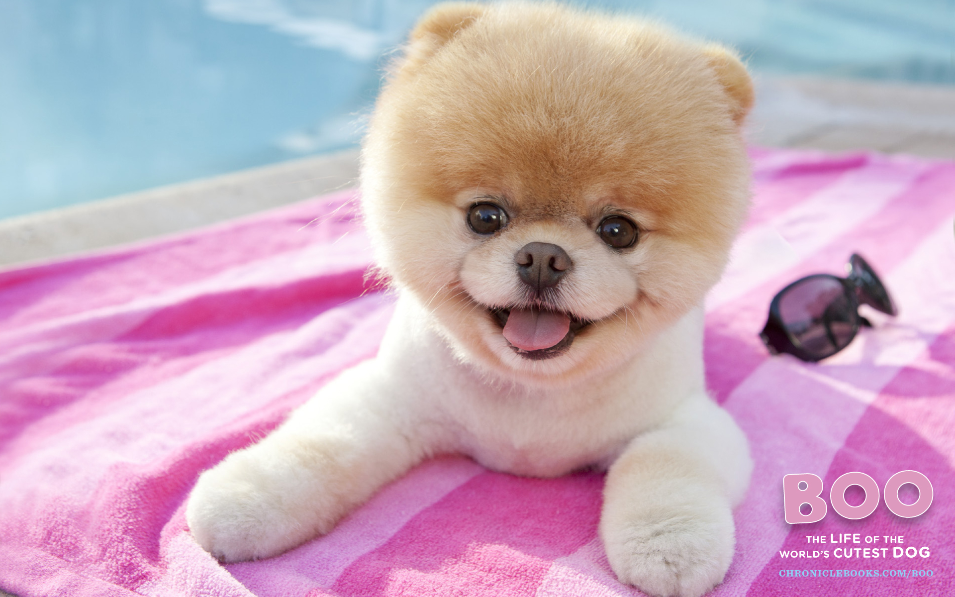 Download Dogs Est Some Photos Boo The Cutest Dog Pomeranian Wallpaper