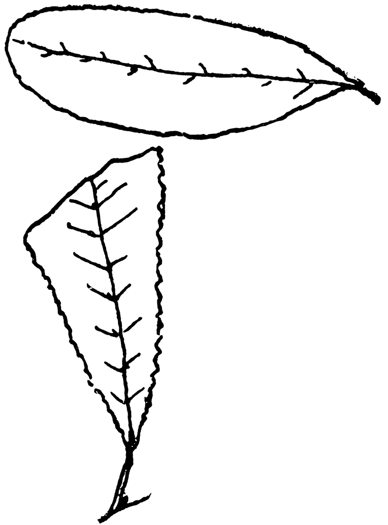Genus Salix L   Willow    Clipart Etc