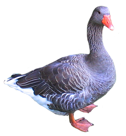 Goose Clipart