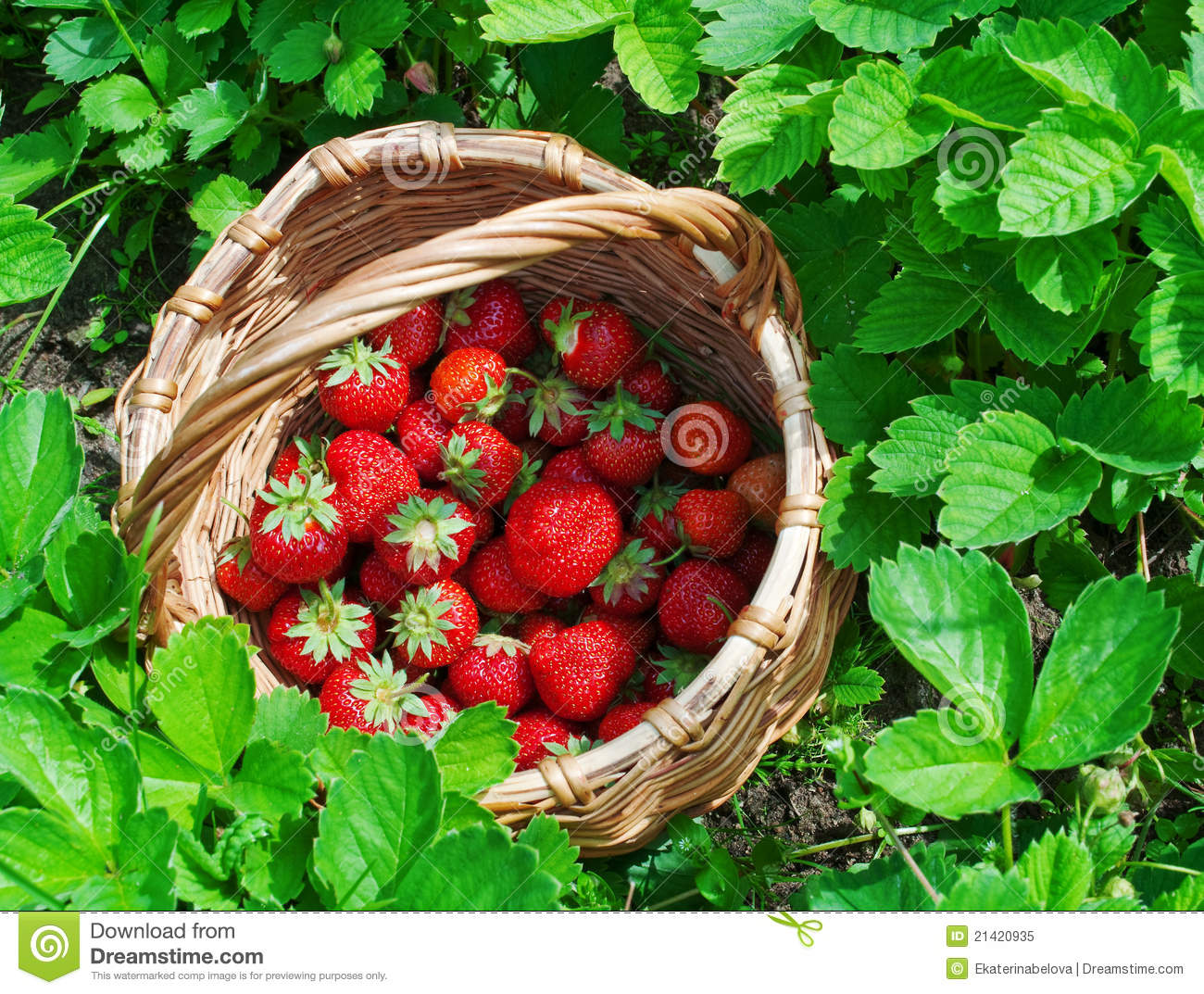 Basket Of Strawberry Royalty Free Stock Photo   Image  21420935