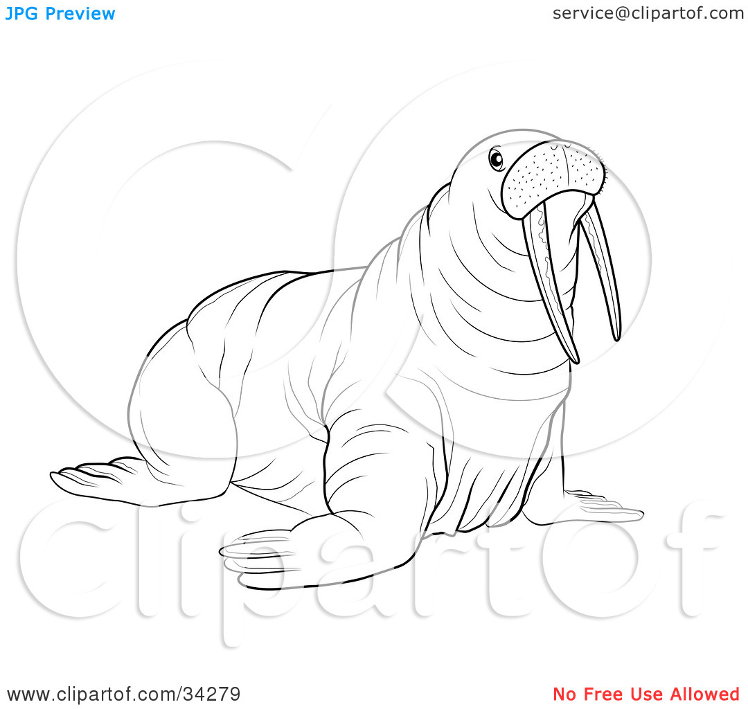 Clipart Illustration Of A Black And White Outline Of A Big Walrus