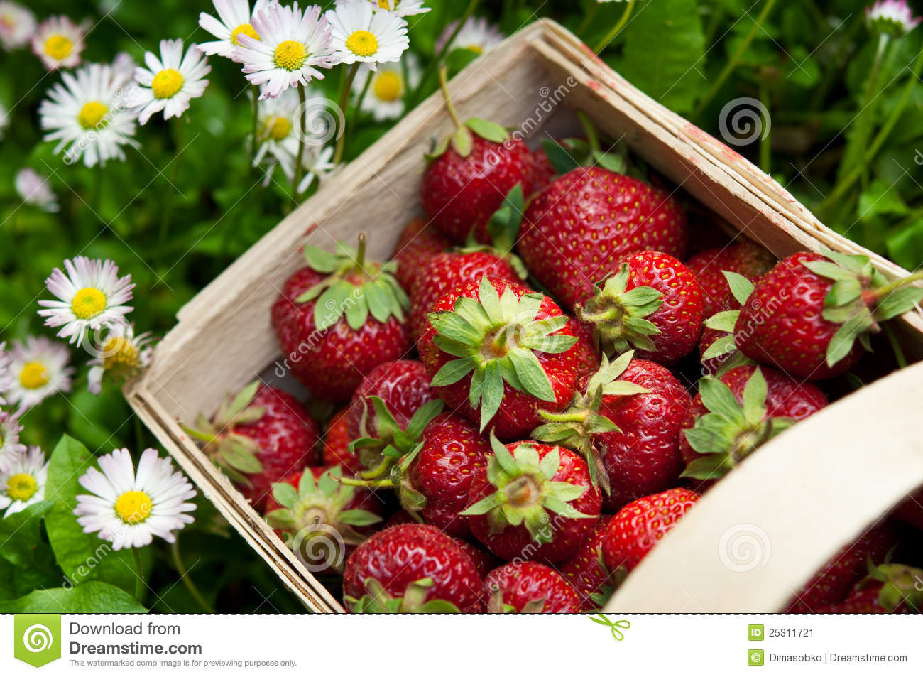 Fresh Strawberry In Basket Stock Image   Image  25311721