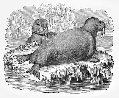 Icon Walrus Tusks Search Terms Marine Mammal Walrus Walrus Tusks