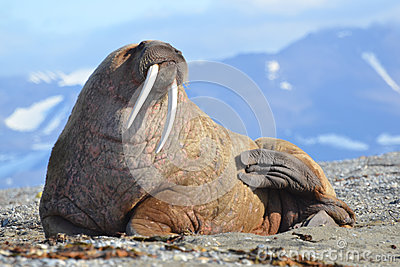 Male Walrus With Big Tusks On Northern Svalbard