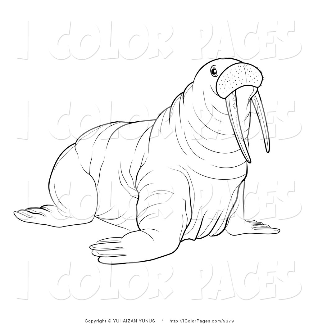 Page Of A Coloring Page Of A Big Walrus With Tusks By Yuhaizan Yunus