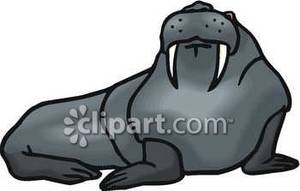 Walrus With Short Tusks   Royalty Free Clipart Picture