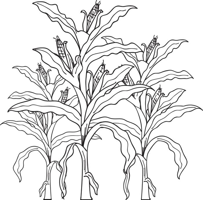 Ear Corn Coloring Pages Pic 15 Picture