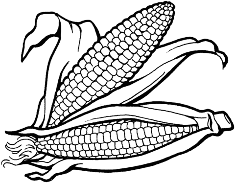 Food Cliparts And Photos  Corn Clipart