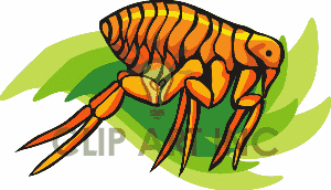 Insect Insects Bug Bugs Flea Fleas Flea0001 Gif Clip Art Animals