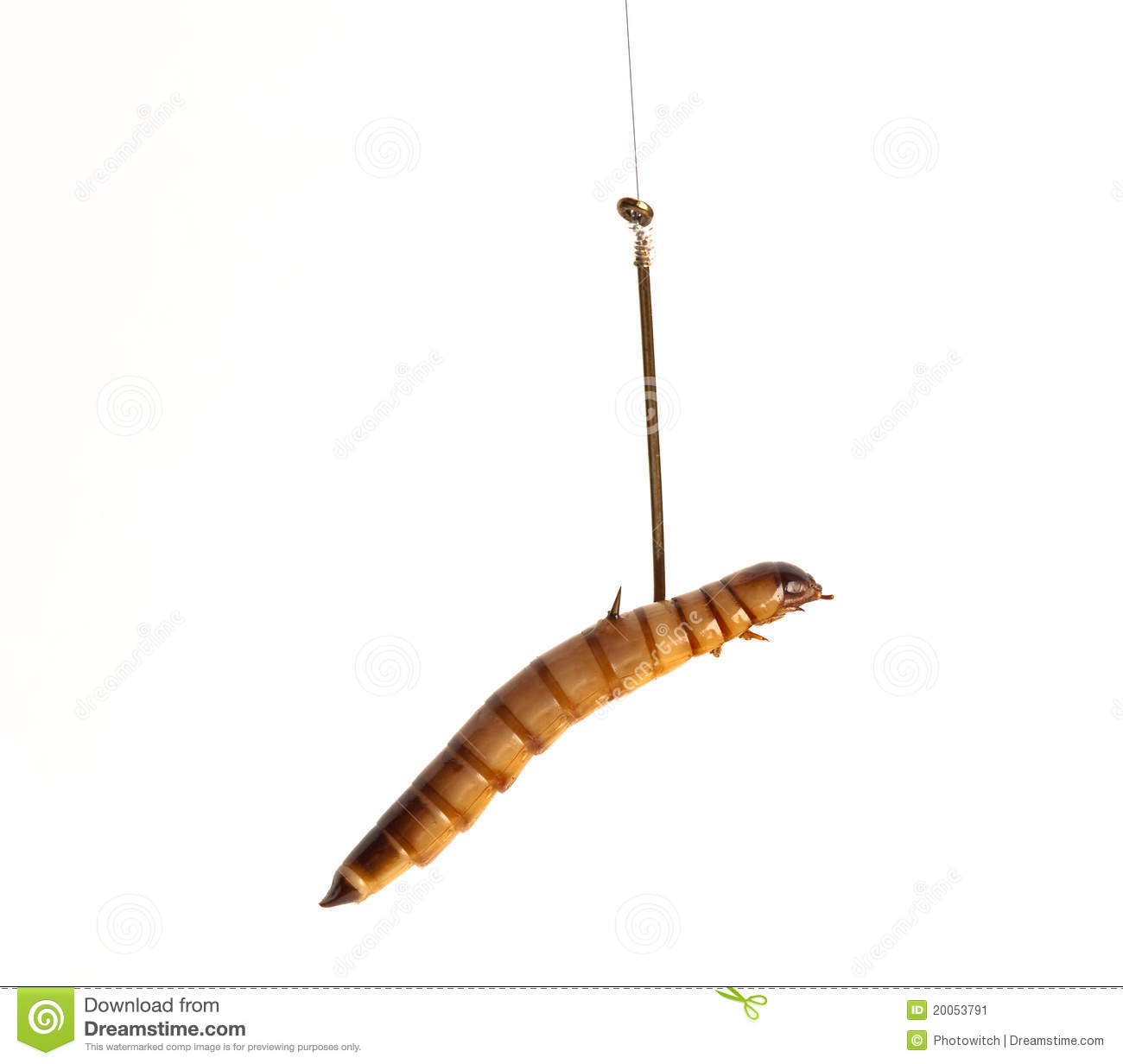 Mealworm Or Worm On A Fishing Hook As Bait