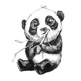 Panda Bear Eating Bamboo Hand Drawn Illustration Royalty Free Stock