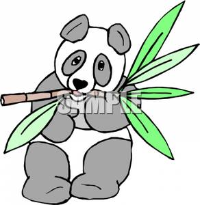 Panda Eating Bamboo   Royalty Free Clipart Picture