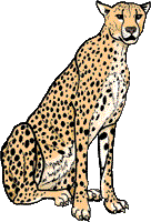 Cheetah Paws Clip Art