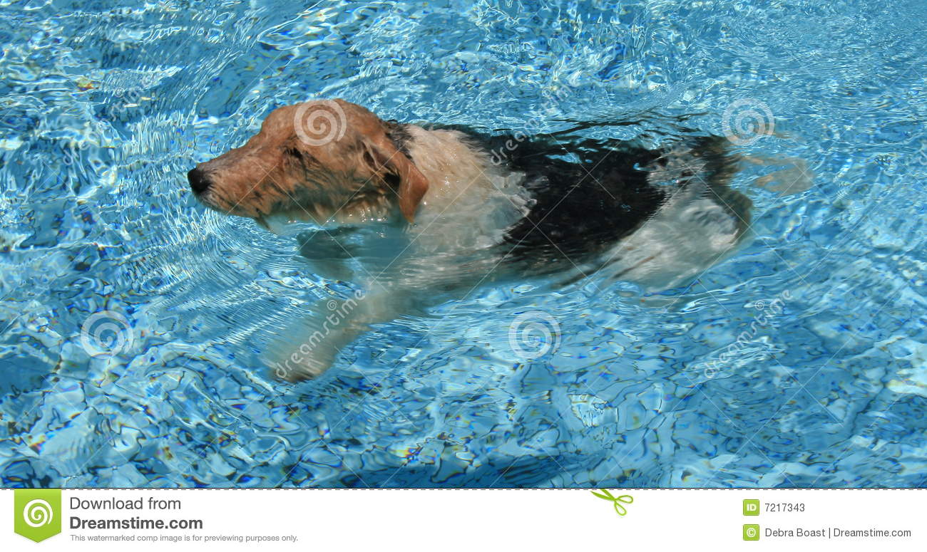 Dog Swimming Stock Photos   Image  7217343