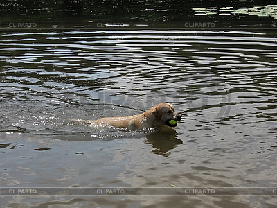 Dog With Yellow Ball Swims On The River     Tomatto