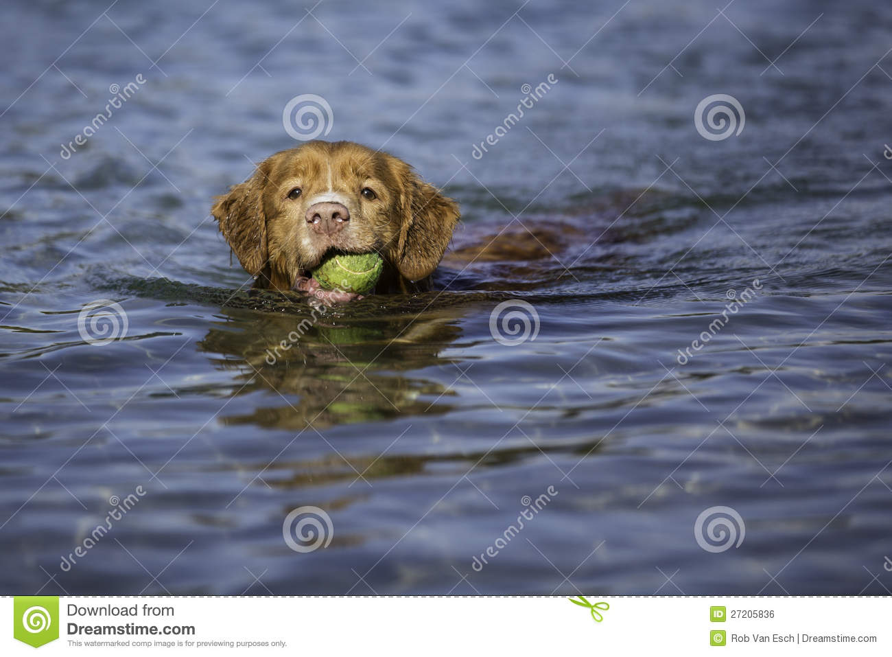 Swimming Dog Royalty Free Stock Image   Image  27205836