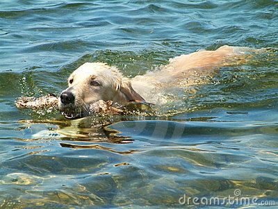 Swimming Dog Royalty Free Stock Photography   Image  752477