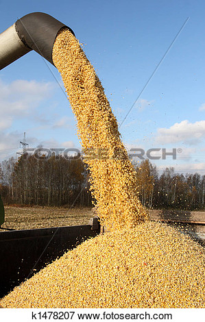 Picture   Combine Harvesting A Corn Crop   Fotosearch   Search Stock
