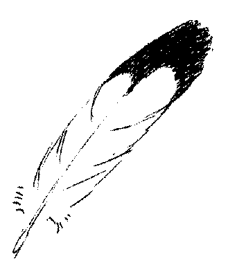 Eagle Feather Clip Art Feathers Are Completel