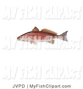 Red Fish Clip Art Pictures