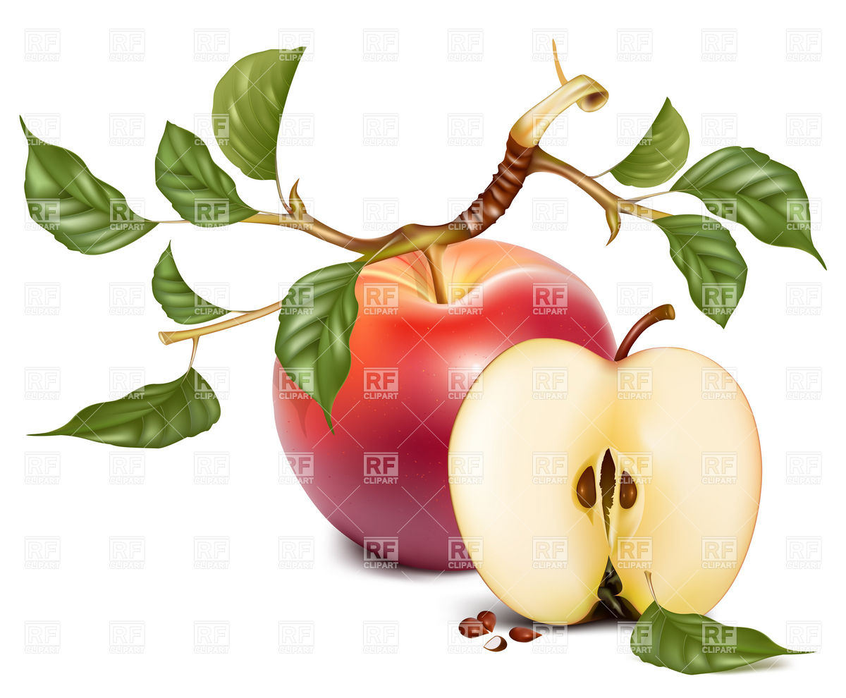 Ripe Red Apple And Half With Twig And Leaves 4929 Food And Beverages